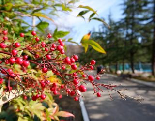 *Пансионат "Бургас" Сочи