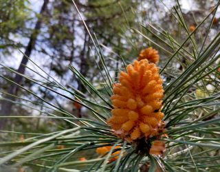 *Пансионат "Бургас" Сочи