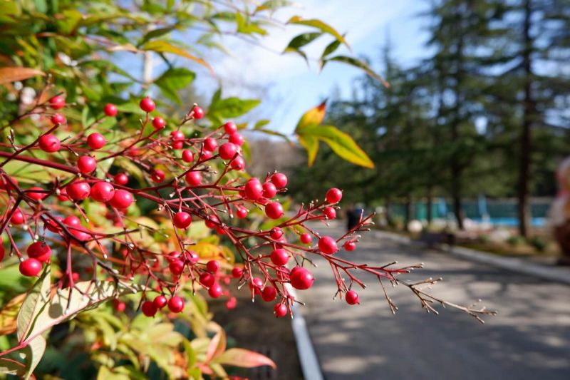 *Пансионат "Бургас" Сочи