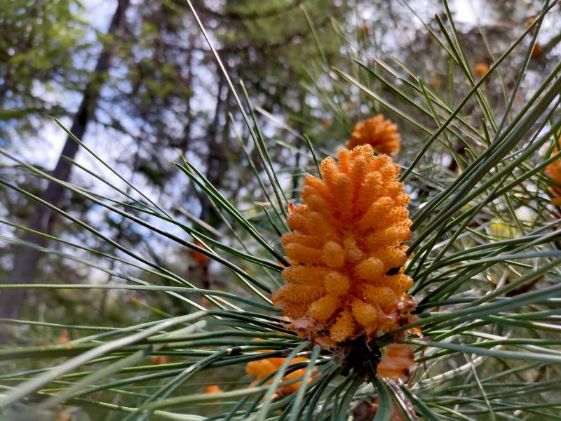 *Пансионат "Бургас" Сочи