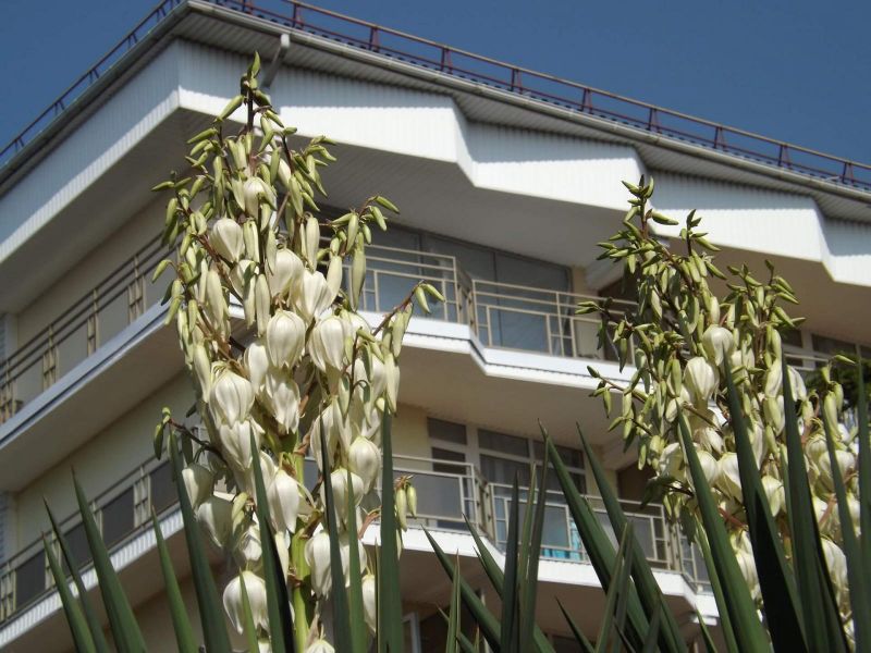 *Пансионат "Бургас" Сочи